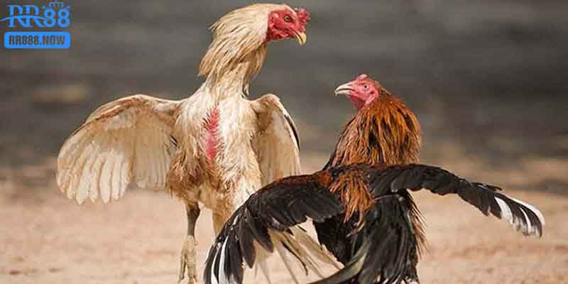 Kinh nghiệm chơi đá gà tre hiệu quả