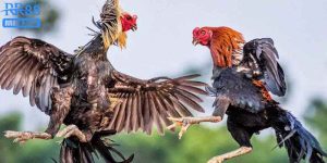 Đá Gà Tre Là Gì? Tìm Hiểu Chi Tiết Về Bộ Môn Hấp Dẫn